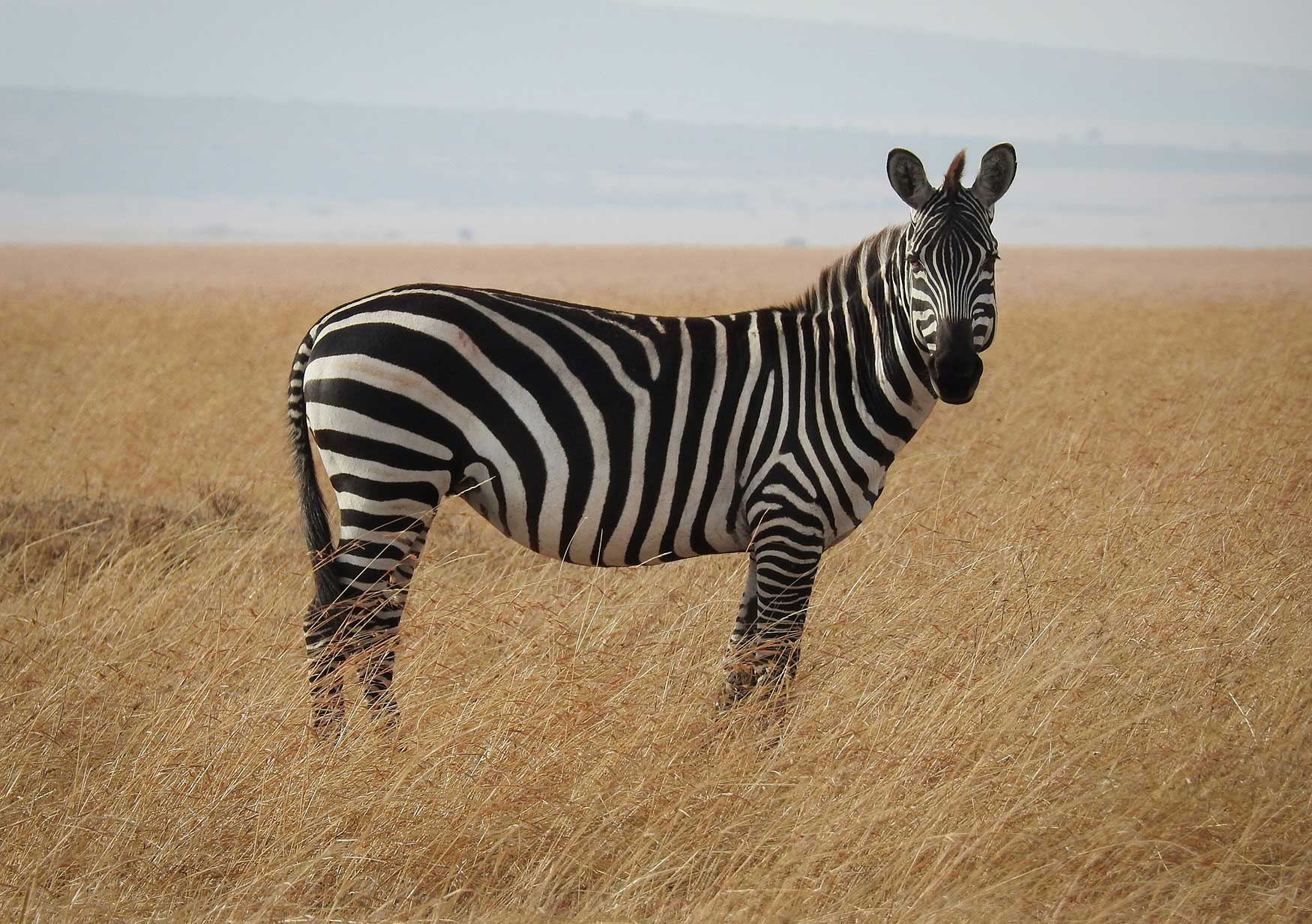 The zebra stripes follow the Fibonacci sequence