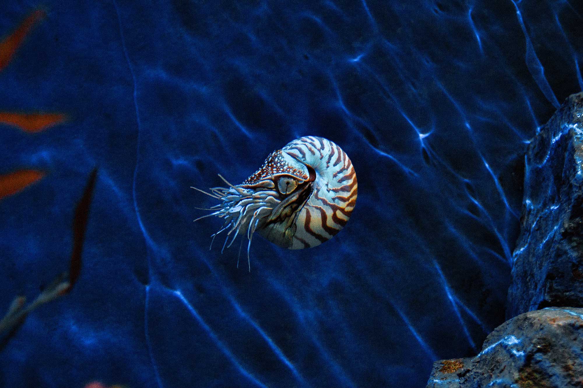 The nautilus shell isn't actually related to the golden ratio.