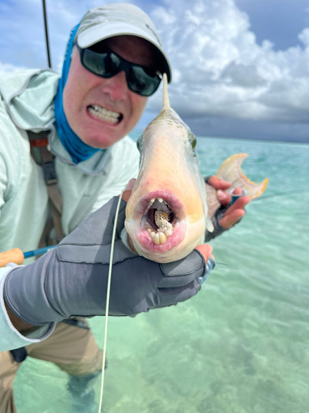 Land crab caught a bone fish, Christmas island, Kiribati Stock