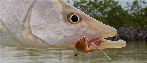 Snook Flies