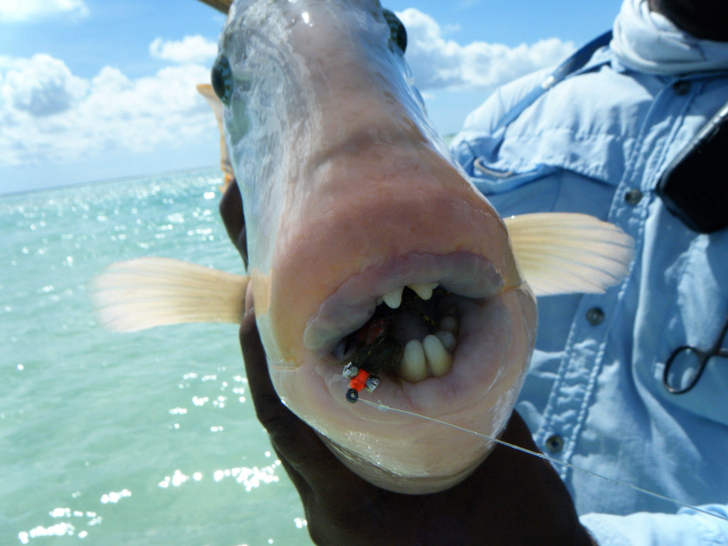 Trigger Fish on Christmas Island