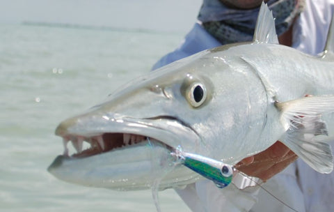 Popper Fly for Fishing Barracuda