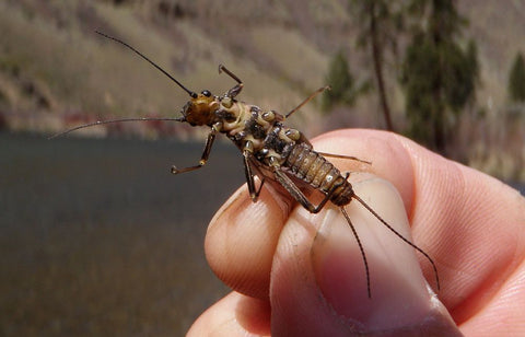 Skwala Stonefly Adult