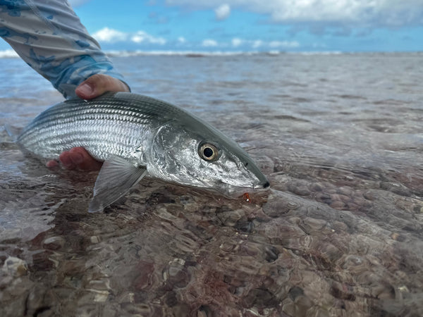 christmas island bonefish