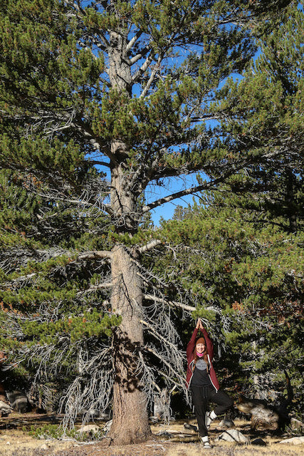 Vuori Tree Pose