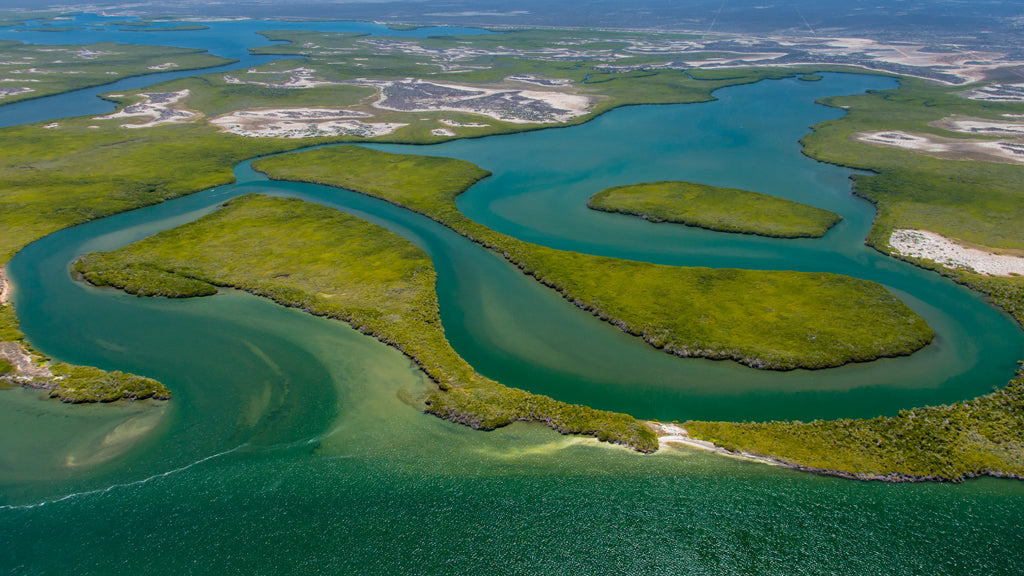 Mangroves