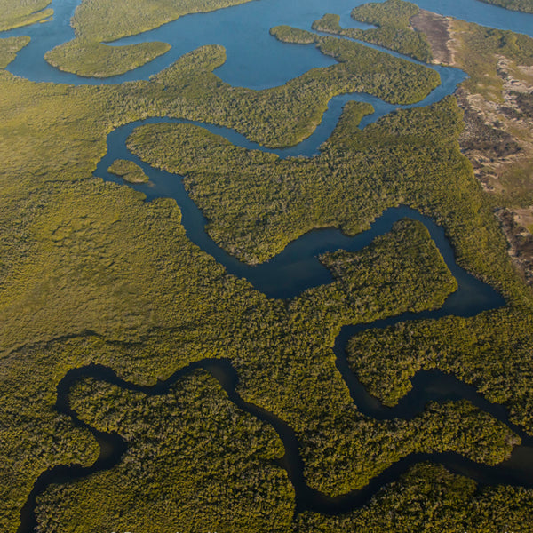 Mangroves