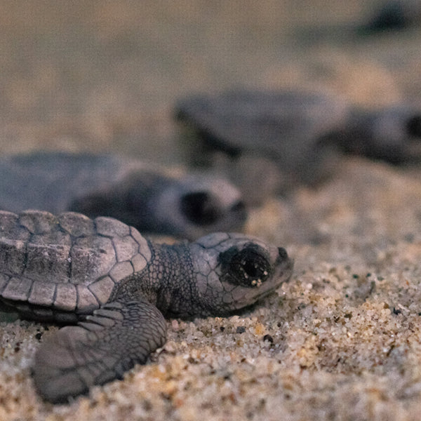 Upclose turtles