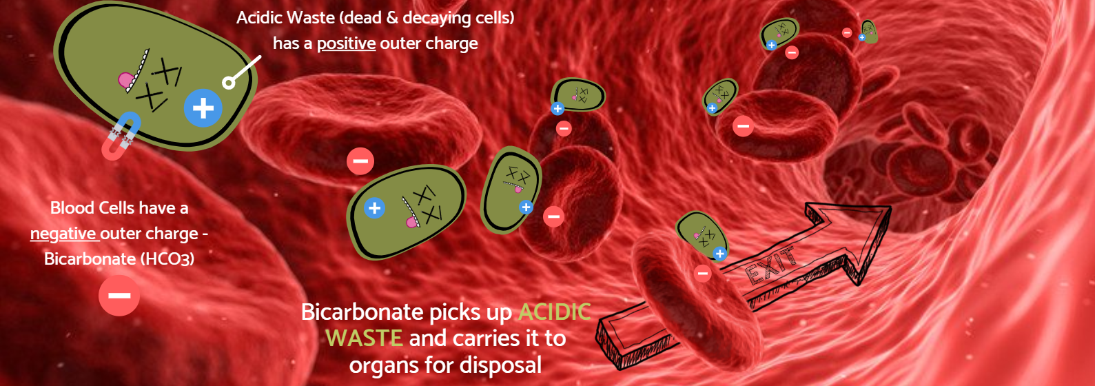 Bicarbonate Flushes Acidic Waste out of the Body