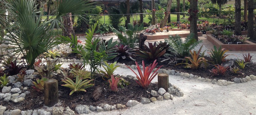 landscaping with bromeliads