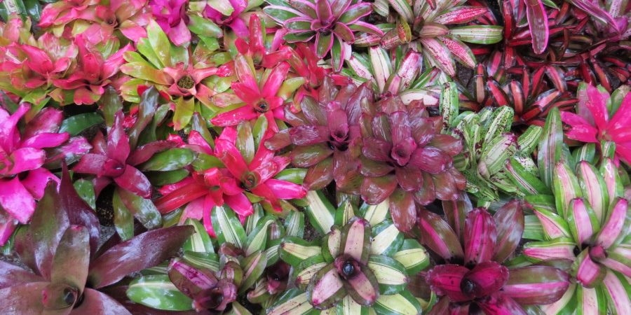 Bromeliads for Sale - Buy Bromeliads Online | Bromeliad Paradise