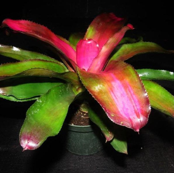 Neoregelia 'Lila' - Bromeliad Paradise