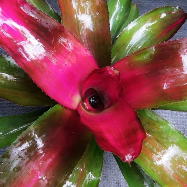 Neoregelia 'Lila' - Bromeliad Paradise