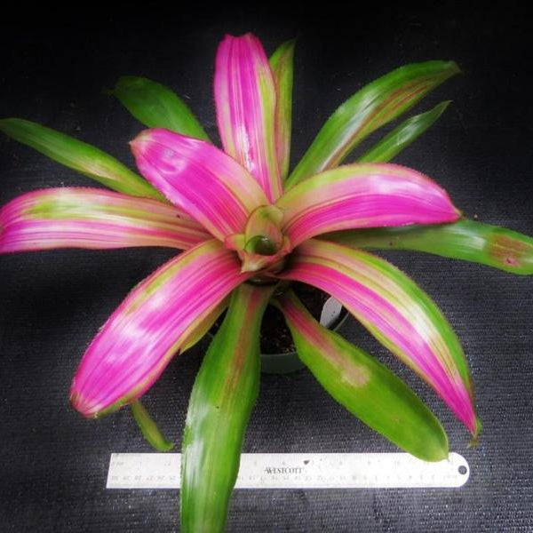 Neoregelia 'Lila' cv. 'Candystripe' - Bromeliad Paradise