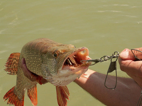 bass-fishing-lure
