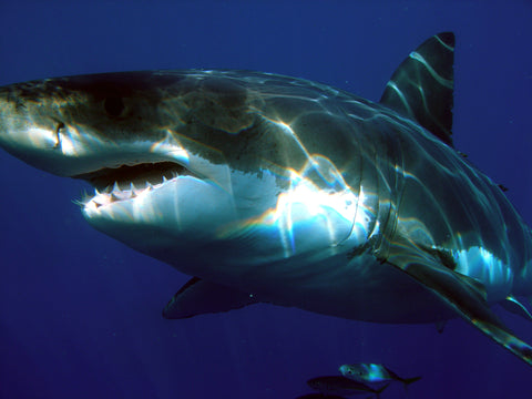 biggest-shark-caught