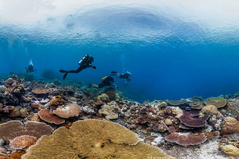 chasing-coral-facts