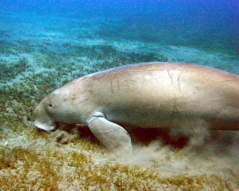 classification-dugongs