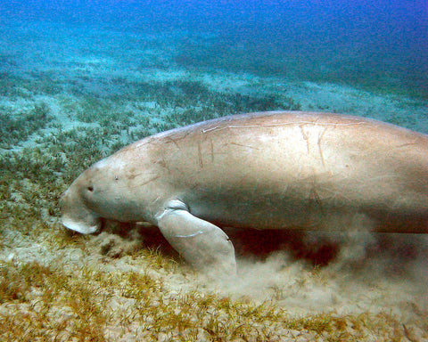 manatees classification