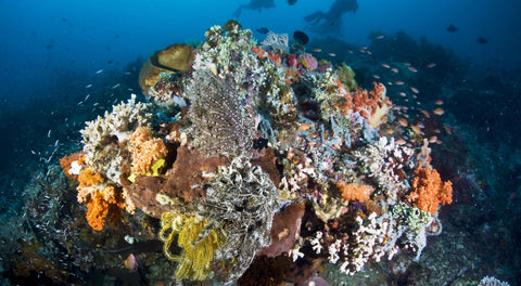 coral-reef-climate