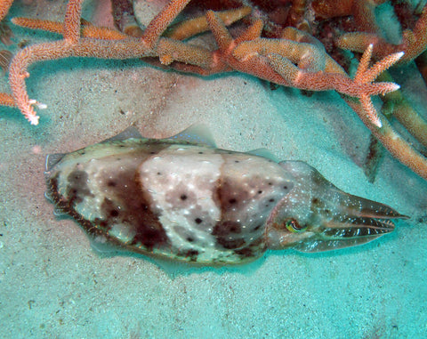 cuttlefish-camouflage
