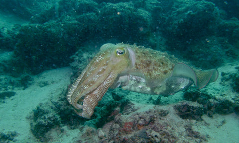 cuttlefish-colors