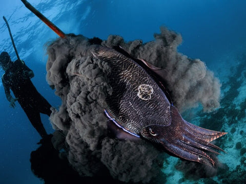 What Are The Most Interesting True Facts About Cuttlefish