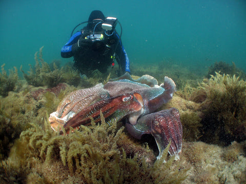 cuttlefish-kings-camouflage