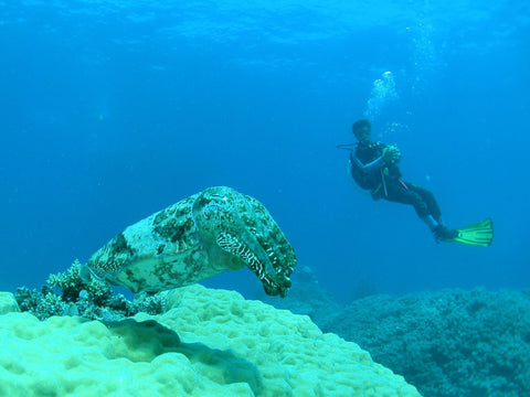 cuttlefish-species