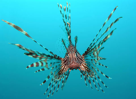 deep-underwater-creatures