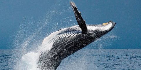 facts-humpback-whales