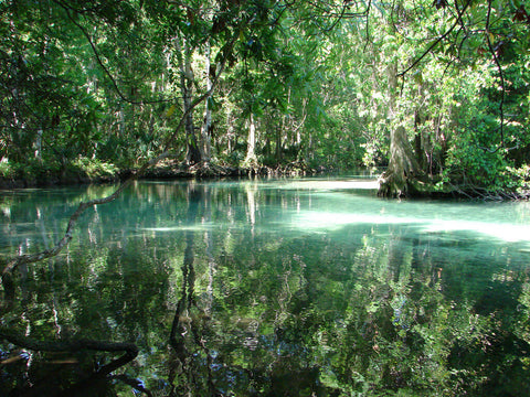 florida-underwater