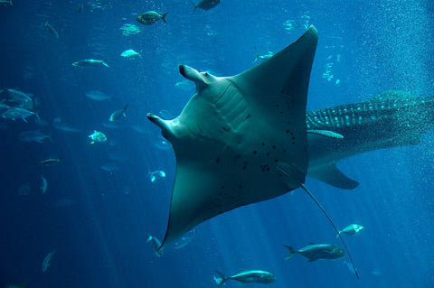 flying-manta-ray