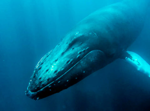 humpback-whales-habitat