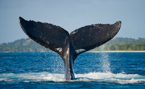 images-humpback-whales
