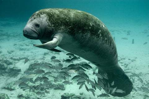manatees-research
