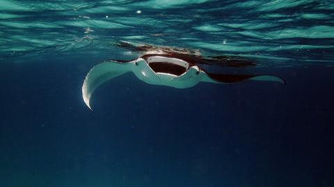 manta-ray-night-dive