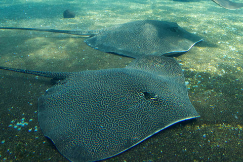 manta-ray-pictures