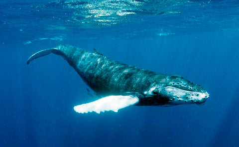 pictures-humpback-whales