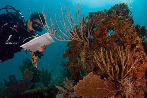 study-marine-biology