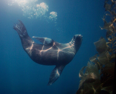 underwater-photo