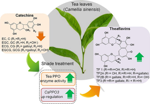 oxidation process for tea leaves