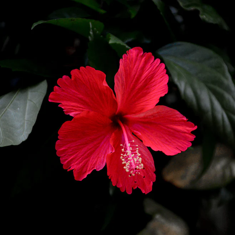 Flower of the hibiscus rosa-sinensis plant used to make the best tea for weight loss