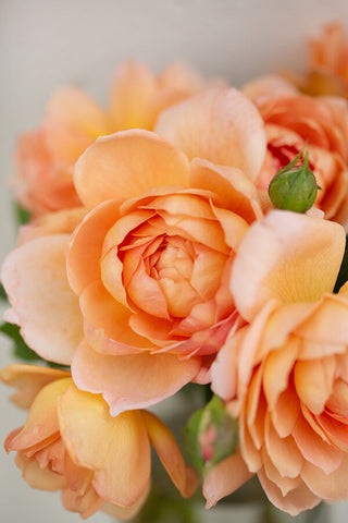 peach rose