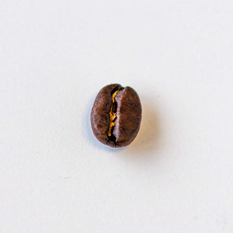 Arabica Kaffeebohne auf einer weißen Tischplatte. Man sieht die geschwungene Linie längs der flachen Seite der Bohne.