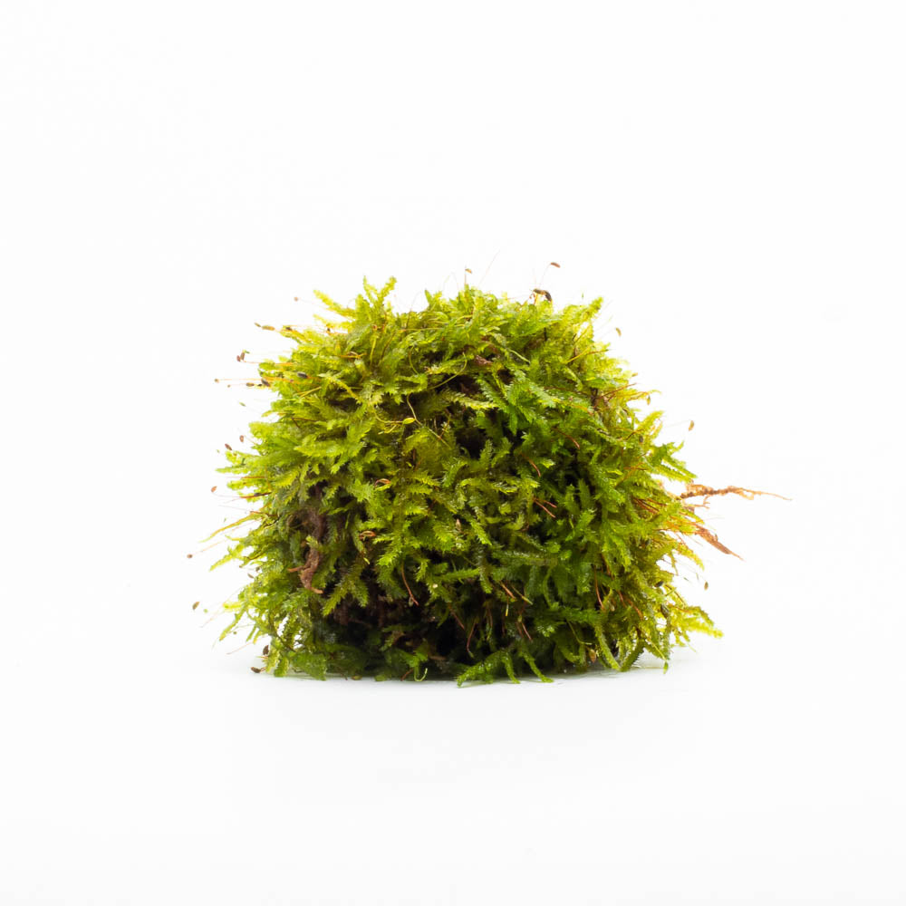 Christmas Moss - SubstrateSource product image