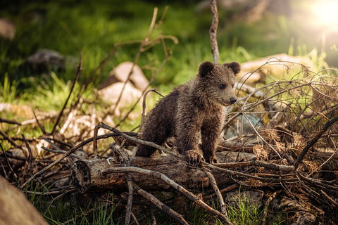 un cuccio d'orso