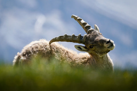 cuccio di stambecco gran paradiso