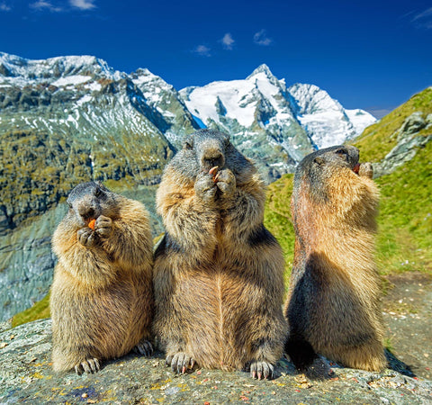 marmotte alpine