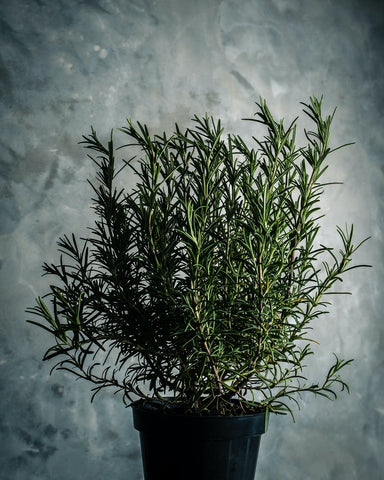 rosemary aids respiratory function